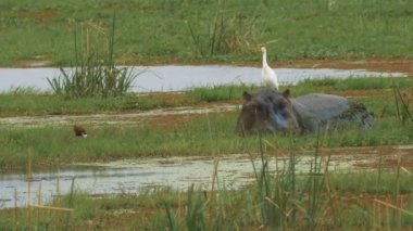 Bir su aygırı Amboseli Ulusal Parkı 'ndaki bir bataklıkta bitki örtüsüyle beslenir.