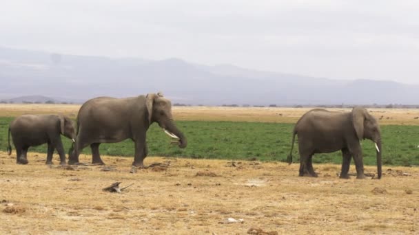 Снимок нескольких слонов в Амбосели в Кении — стоковое видео