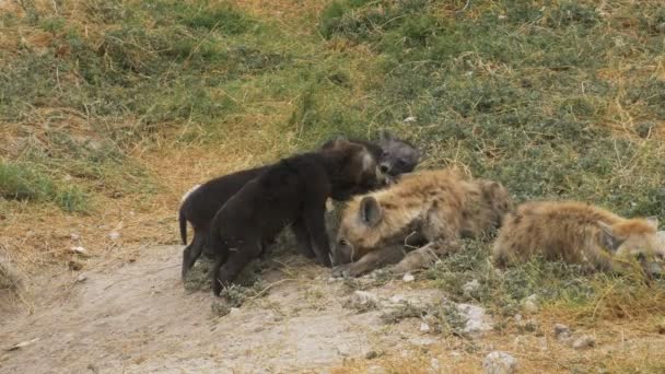 Deux portées de petits hyènes à amboseli — Video