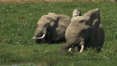 amboseli bir bataklıkta beslenen iki dişi fil
