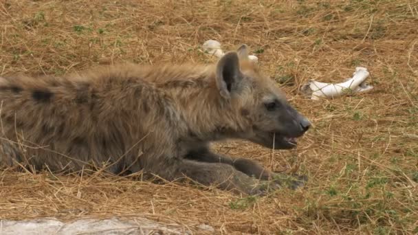 Close up van een jonge hyena en gebleekte botten bij Amboseli — Stockvideo