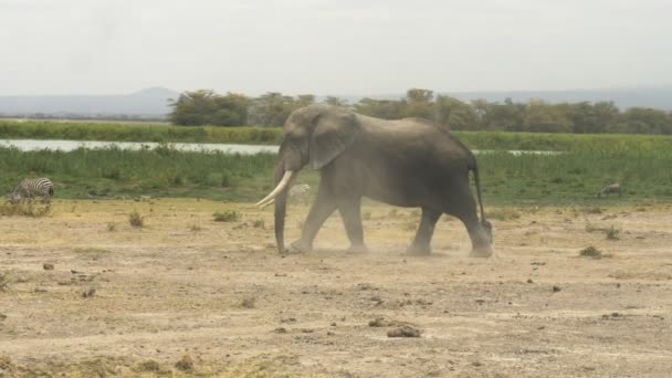 Een mannelijke olifant roert omhoog stof als het loopt naar een meer in Amboseli National Park — Stockvideo