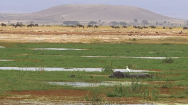 Una madre y un bebé hipopótamo se alimentan en un pantano en Amboseli — Vídeo de stock