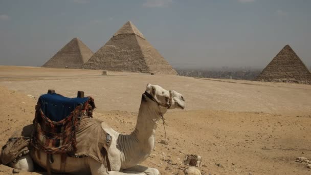 Сидячий верблюд с пирамидами Гиза вдалеке — стоковое видео