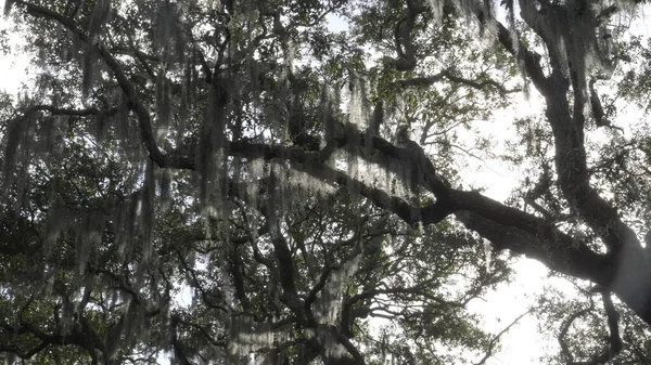 Háttér megvilágított spanyol moha a fák Chipewa téren Savannah — Stock Fotó