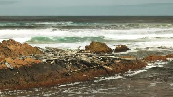 Дерева й уламки шторму на березі біля гирла річки Артура на західному узбережжі Тасманії. — стокове відео