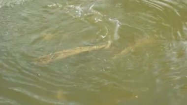 Deloraine yakınlarındaki Tazmanya 'da bir su tarlası çiftliğinde yetişkin Atlantik somonlarını besliyor.