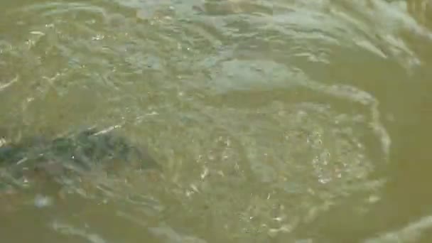 Una pallottola d'acqua di salmone atlantico che mangia pellet in 41 allevamenti di acquacoltura del sud in Tasmania — Video Stock