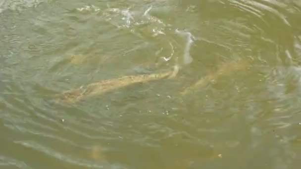 Кормление взрослого атлантического лосося на аквакультурной ферме возле Делорэйна в Тасмании — стоковое видео