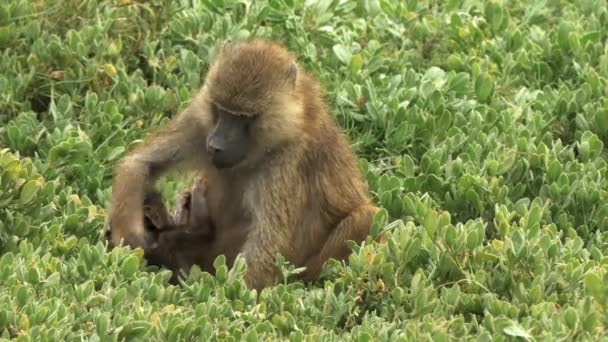 Оливковый бабуин матери питается листьями со своим ребенком в национальном парке Амбосели — стоковое видео