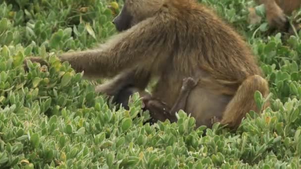 Olive babun annesi Amboseli Ulusal Parkı 'nda bebeğini emziriyor. — Stok video