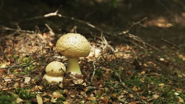 Dois fungos no solo na floresta de tarkine da tasmânia — Vídeo de Stock