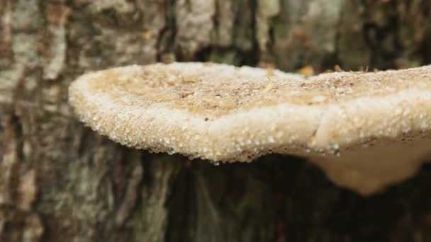 Primer plano de gotitas en un hongo arbóreo que crece en la selva tarkina — Vídeo de stock