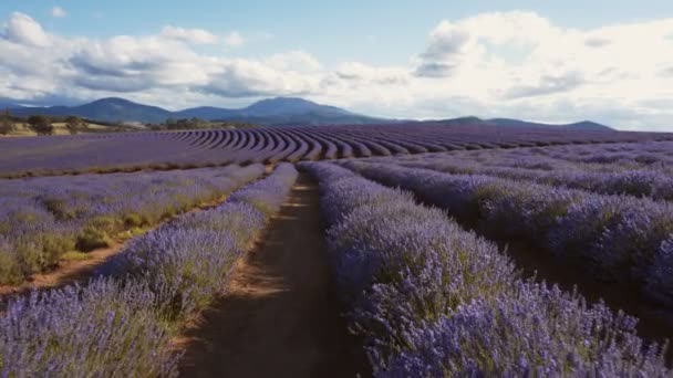 Late namiddag Gimbal shot van lavendel rijen in Tasmanië — Stockvideo