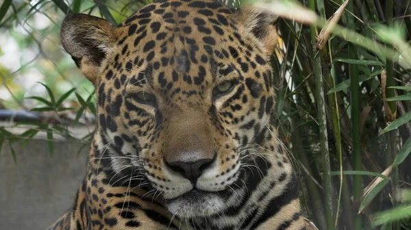 Cerrar vista frontal de un jaguar sentado y descansando — Foto de Stock