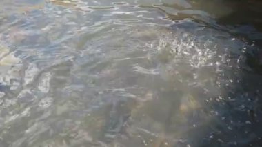 Tazmanya 'daki bir su ürünleri tesisinde beslenen yetişkin gökkuşağı alabalığı.