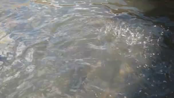 Dospělých duhových pstruhů krmení v zařízení akvakultury v tasmánii — Stock video