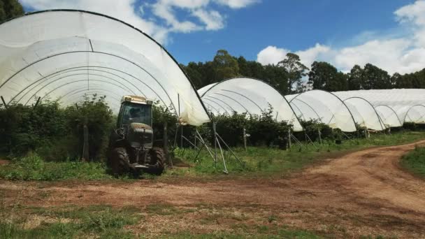 Robotnik przy użyciu ciągnika do rozpylania roślin malinowych na Boże Narodzenie Hills Farm na Tasmanii — Wideo stockowe