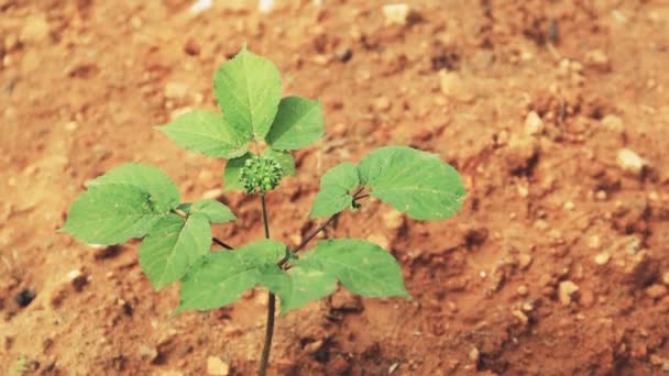 Scatto di una giovane pianta di gingseng nella cultura — Video Stock