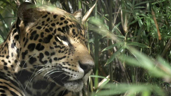Z bliska widok z boku samca jaguara leżącego — Zdjęcie stockowe
