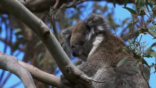 Koala спать на дереве на мысе otway — стоковое видео