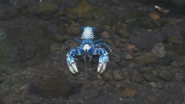Vista frontale di un blu lamington spinosa cray in piscina a elabana cade nel parco nazionale di lamington — Video Stock