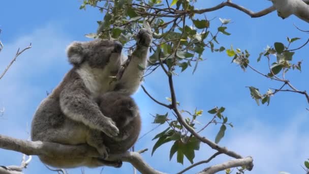 Годування матері і дитина коала дивиться на камеру — стокове відео