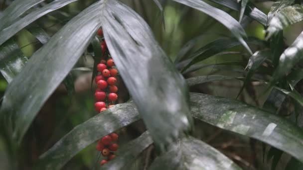 Frutas rojas maduras en una palma en el parque nacional de Lamington, Queensland — Vídeos de Stock