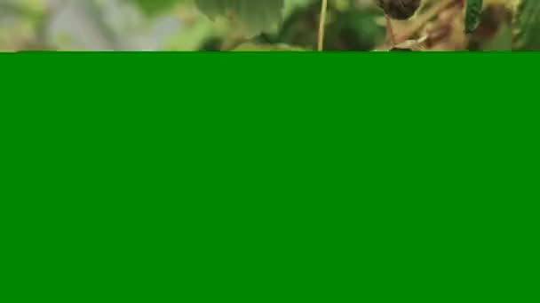 タスマニア州ウェスターウェイの農場で熟したラズベリーのクローズアップ — ストック動画