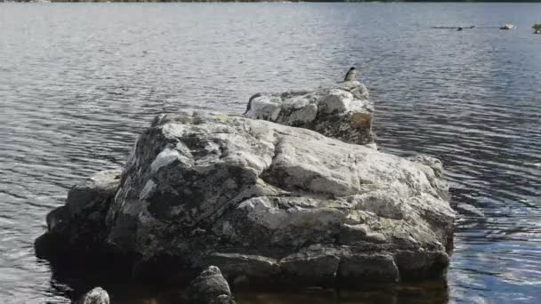 タスマニアの揺りかご山の鳩湖の岩に飲み込む — ストック動画