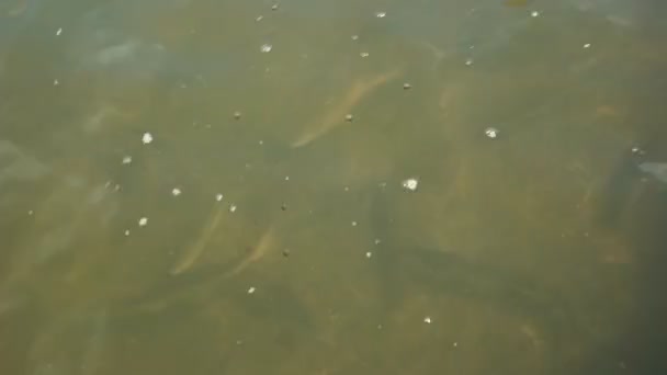 Giovane salmone atlantico in una vasca di cemento in un allevamento di acquacoltura in Tasmania — Video Stock