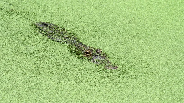 Um tiro aéreo de um jacaré em lagoa coberta de ervas daninhas — Fotografia de Stock