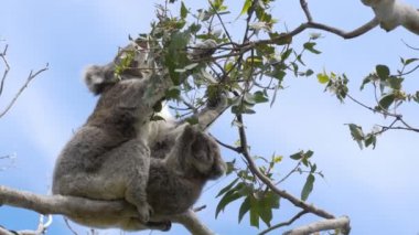 anne ve bebek koala cape otway yaprakları yeme