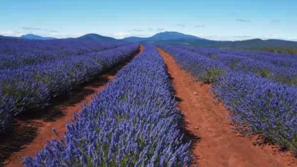 Mañana tiro de flores filas de lavanda utilizando un gimbal en Tasmania — Vídeo de stock