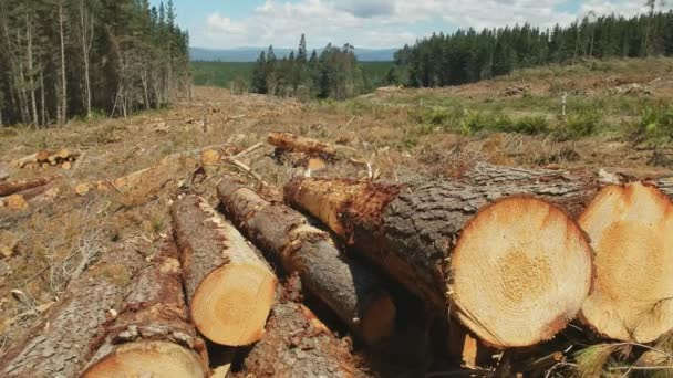 Närbild av skurna tall stockar nära Tarraleah i Tasmanien — Stockvideo