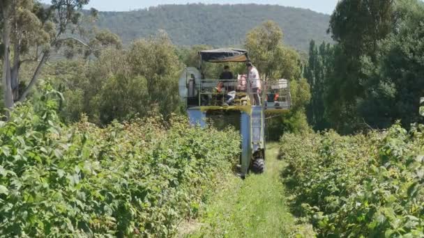 Tiro ancho de una cosechadora de frambuesa en funcionamiento en Tasmania — Vídeos de Stock