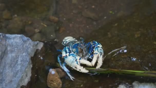 Lamington cangrejos de río espinosos alimentándose en el parque nacional Lamington. qld — Vídeos de Stock