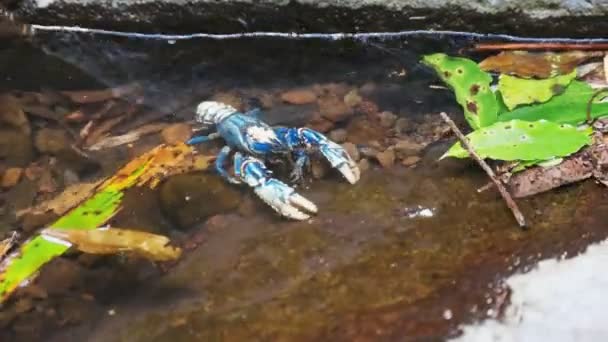Lamington spiny cray in a rock pool — стоковое видео
