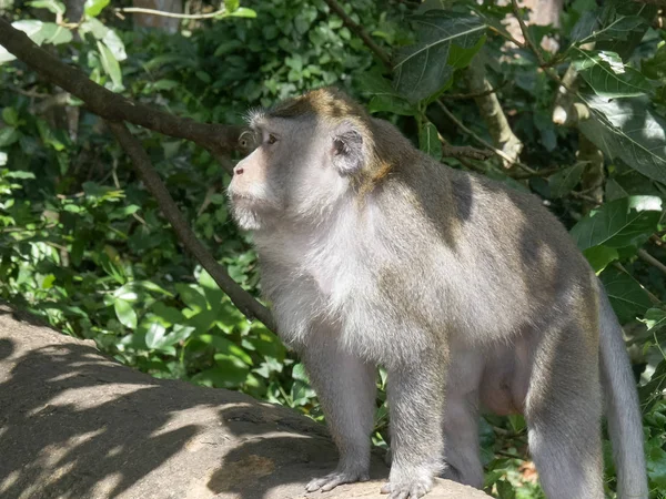 Monkey on log near ubud on bali — Stock Photo, Image