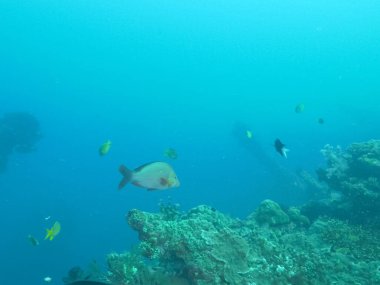 Kambur kırmızı levrek Tulamben, Bali 'de enkaz halinde.