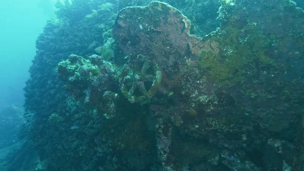 marine life covered wheel on liberty wreck at tulamben, bali