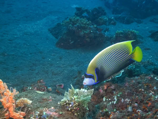 Un empereur angelfish à la liberté dans tulamben, bali — Photo