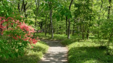 Tokyo 'daki İmparatorluk Sarayı' nın Ninomaru Korusu 'nda yürüyorum.