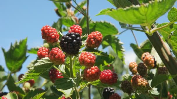 Primer plano de la fruta de mora espinosa en el oeste, tas — Vídeos de Stock