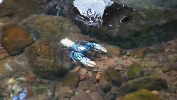 Un cray espinoso lamington en una piscina de cascada — Vídeo de stock