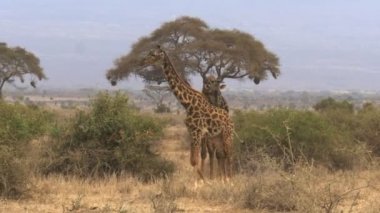 bir erkek zürafa amboseli, kenya bir kadın izler