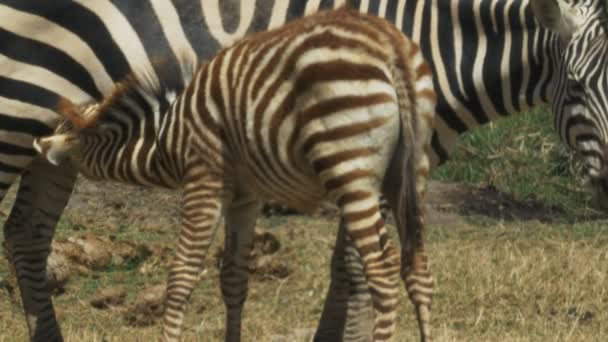 Zblízka zebry ošetřování hříbat v národním parku Amboseli — Stock video