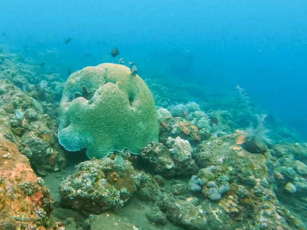 A brain coral at tulamben in bali — Stock Photo, Image