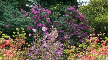 Tokyo 'daki İmparatorluk Sarayı' nda bahar çiçekleri