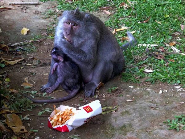 Monyet macaque makan mcdonalds kentang goreng di kuil uluwatu di bali — Stok Foto